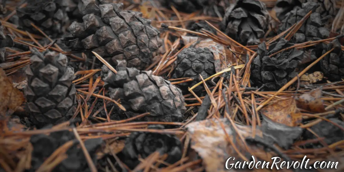 Can you compost pine needles and cones? Garden Revolt