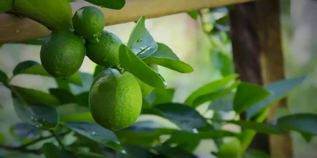 Lime citrus fruit