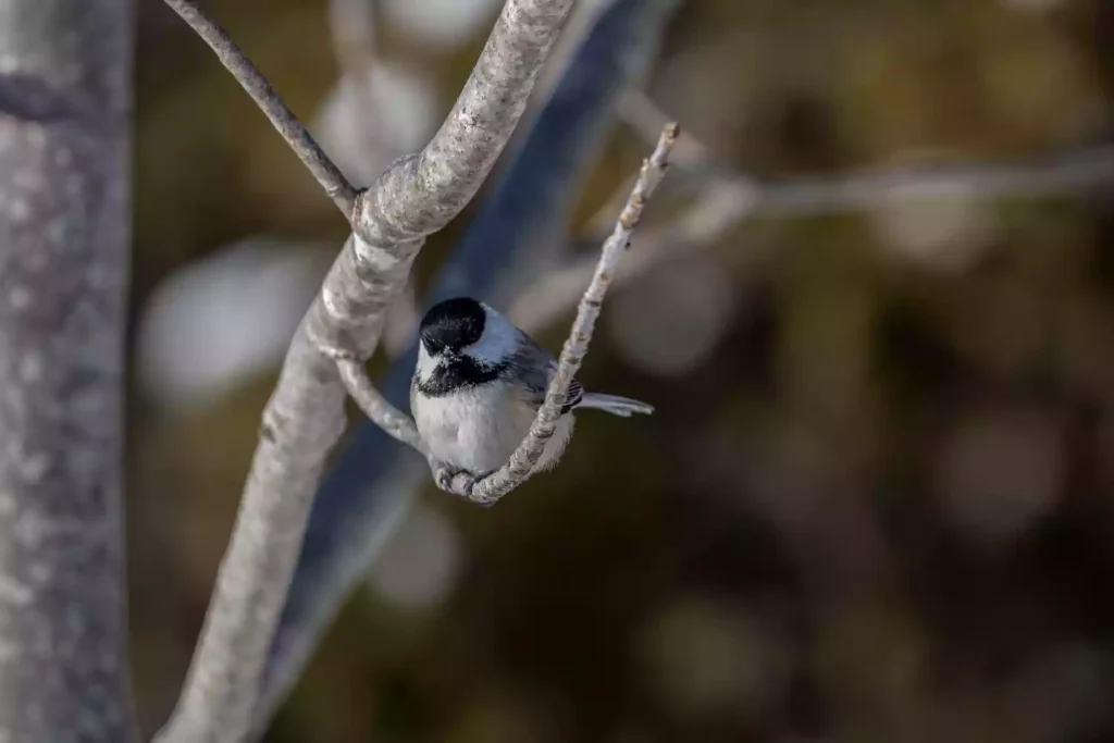 Chickadees are natural enemies of grubs